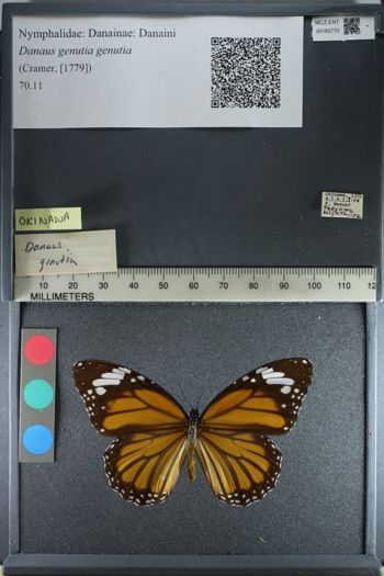 Media type: image;   Entomology 165770